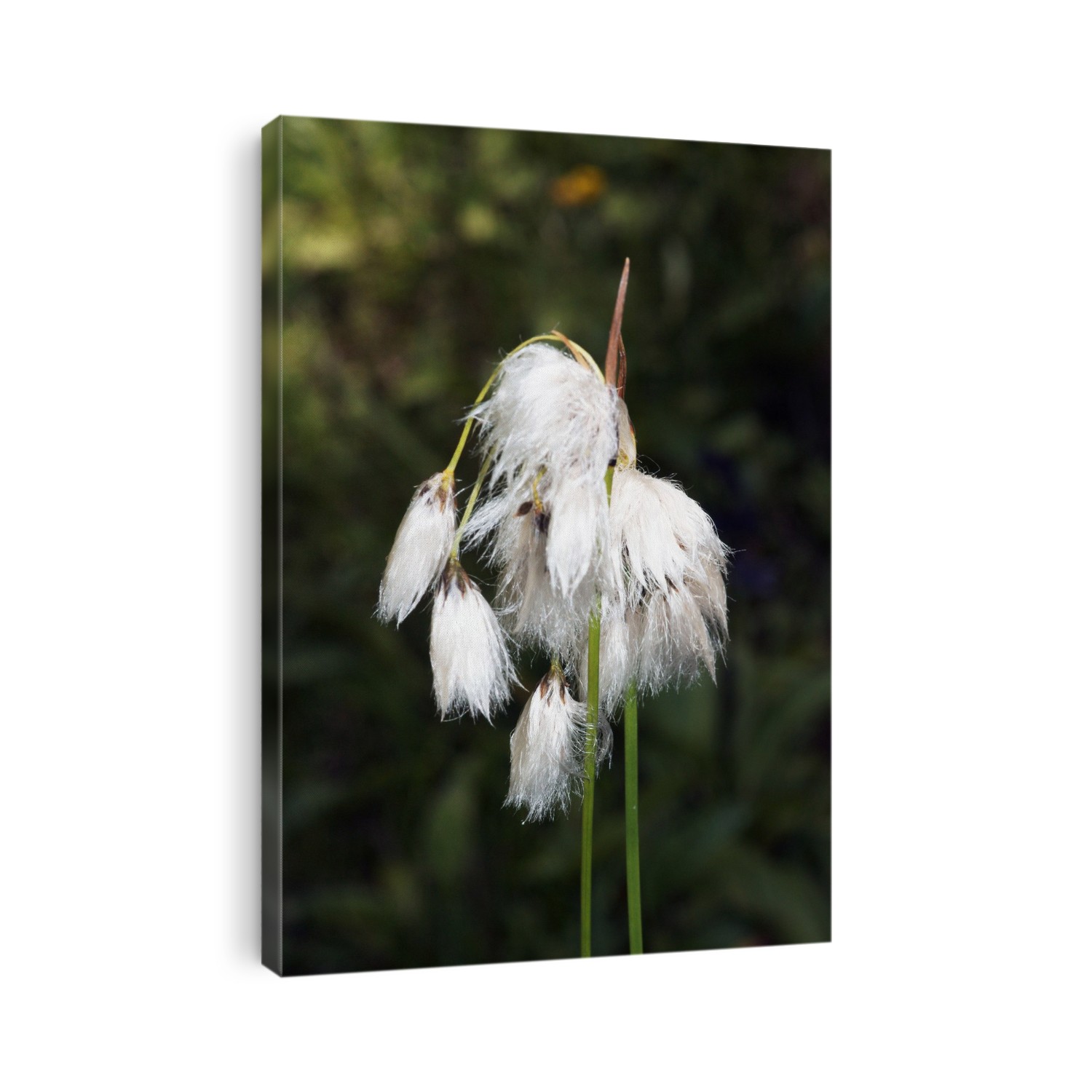 Bog Cotton (Eriophorum angustifolium or Eriophorum polystachion) seedheads, also known as Common Cotton-grass.