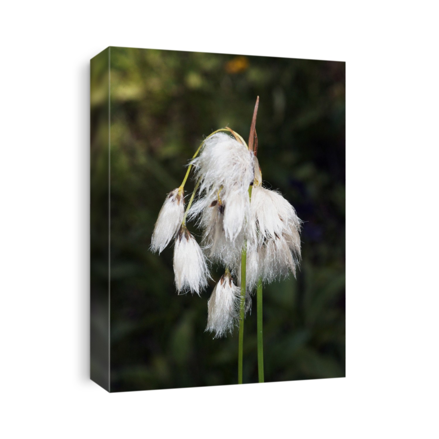 Bog Cotton (Eriophorum angustifolium or Eriophorum polystachion) seedheads, also known as Common Cotton-grass.