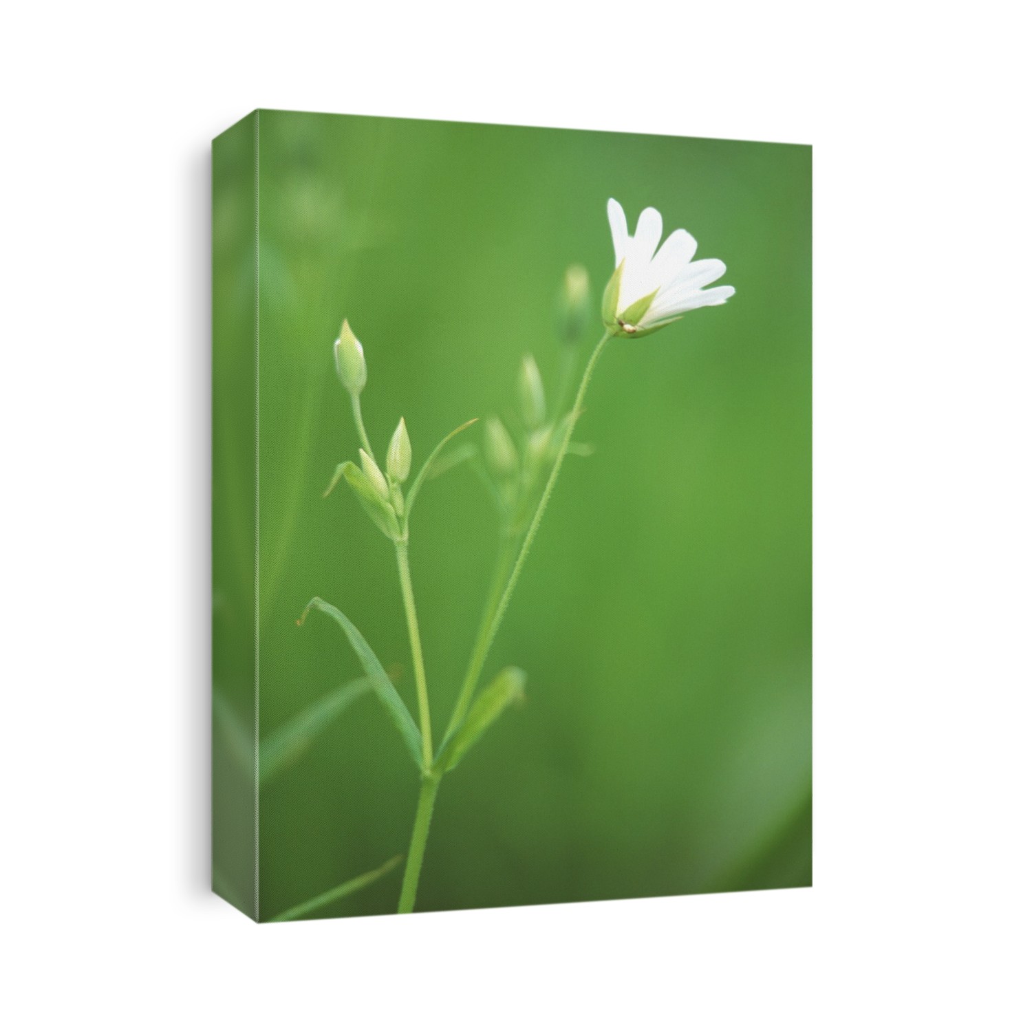 Stitchwort plant with flower (Stellaria holostea). This plant is a common hedgerow plant producing flowers in early to mid-summer.