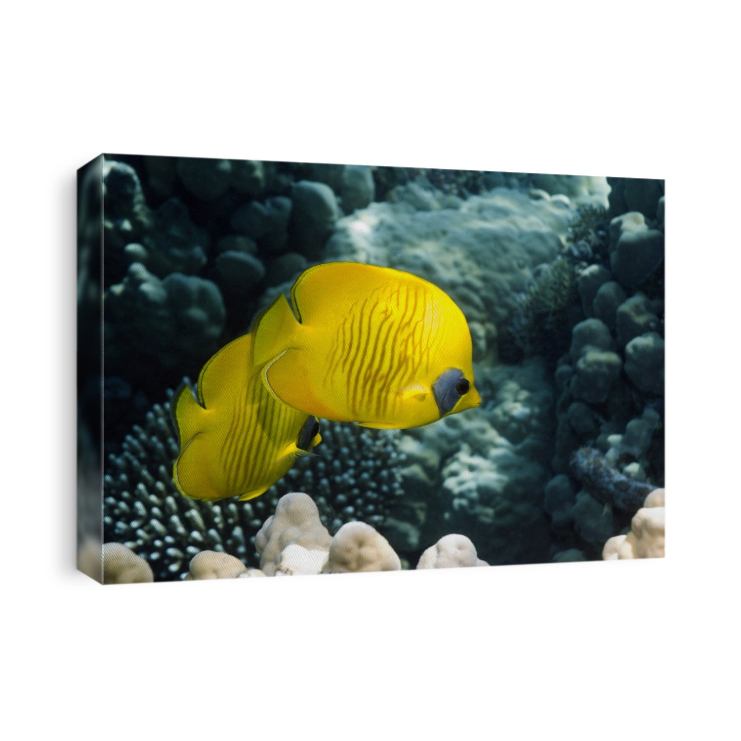 Golden butterflyfish (Chaetodon semilarvatus) on a reef. These fish are also known as the golden butterflyfish. Photographed in the Red Sea, Egypt.