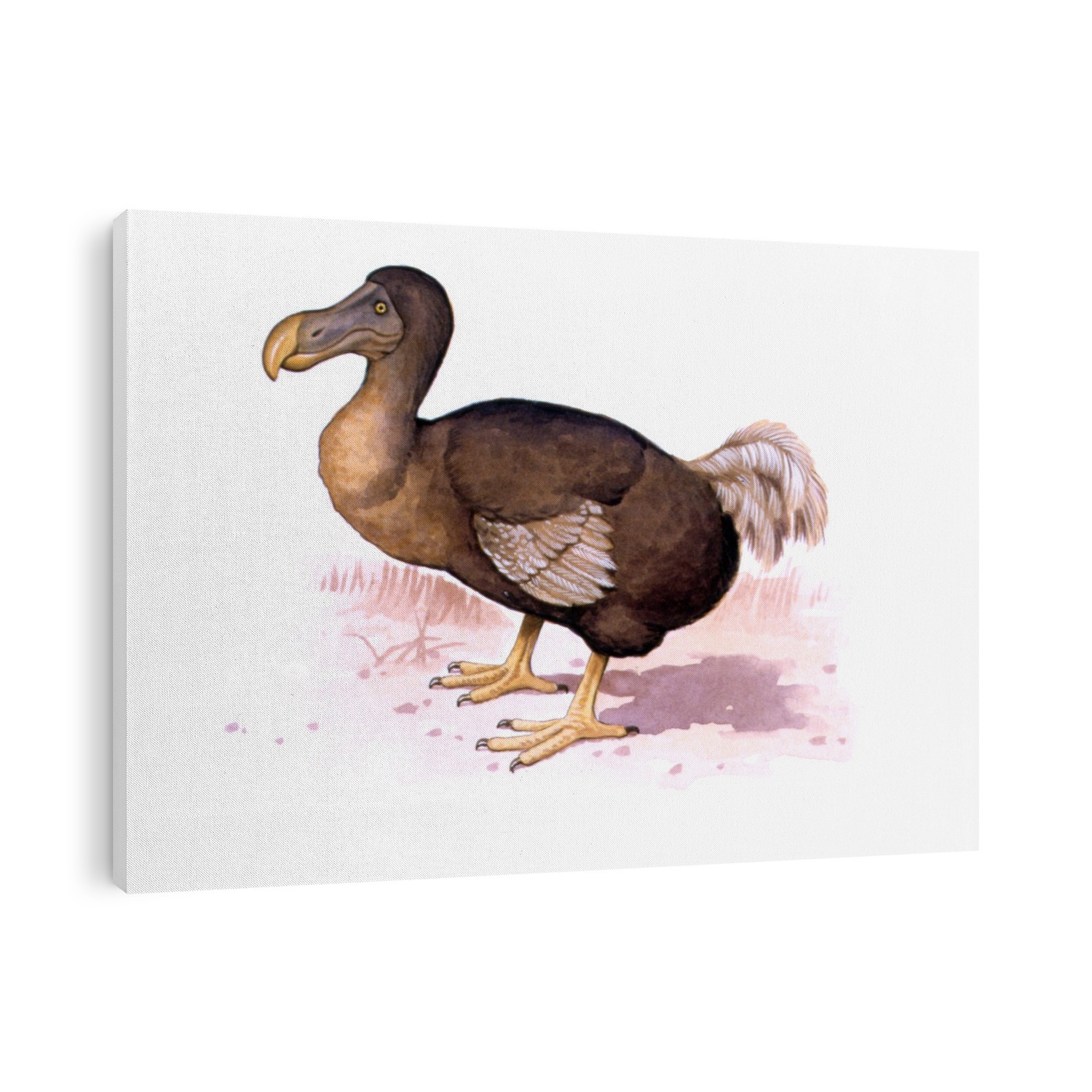 Dodo (Raphus cucullatus). Computer illustration of a dodo. The dodo was a heavily-built flightless bird that was native to the island of Mauritius in the Indian Ocean. It became extinct around 1681 following the arrival of humans. Its appearance is known only from contemporary sketches and artworks, as no intact skins survive.