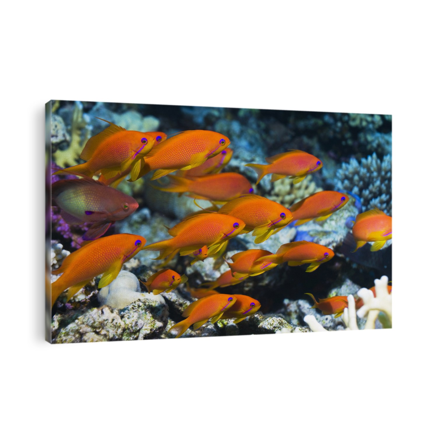 Lyretail anthias (Pseudanthias squamipinnis). Shoal of male (orange) and female (brown) lyretail anthias, or goldies, on a reef. These tropical reef fish can reach up to 15 centimetres in length and are found throughout the Indo-West Pacific region. Photographed in the Red Sea, Egypt.