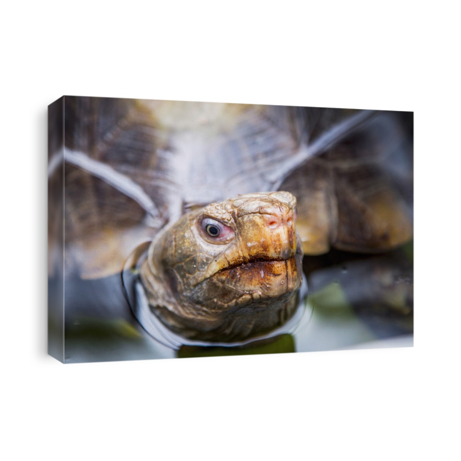 Asian forest tortoise (Manouria emys). The Asian forest tortoise is the largest tortoise found in mainland Asia, with adults reaching up to around 25 kilograms in the wild and significantly more in captivity. Photographed in Malaysia.