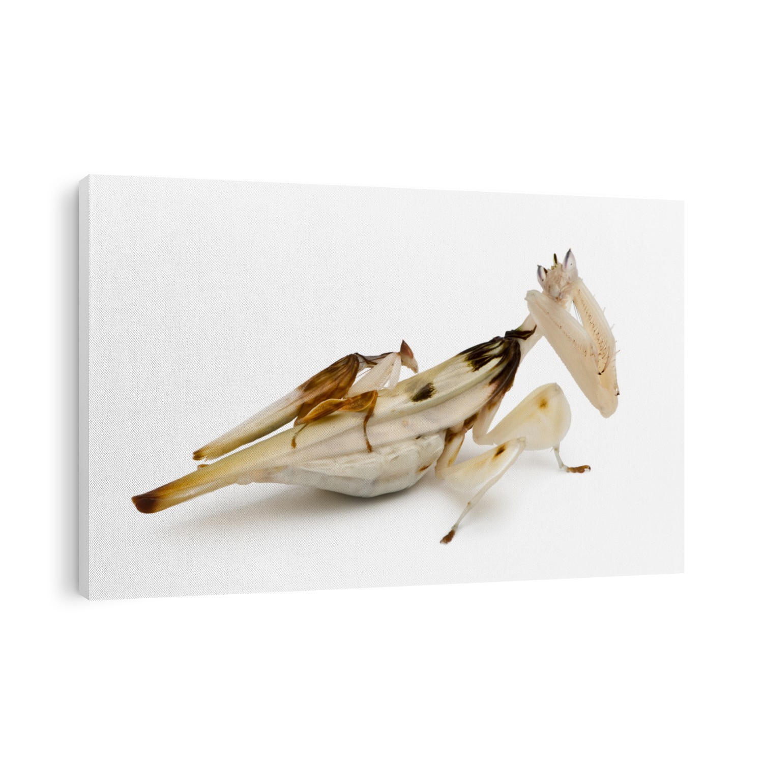 Male and female hymenopus coronatus, Malaysian orchid mantis, in front of white background