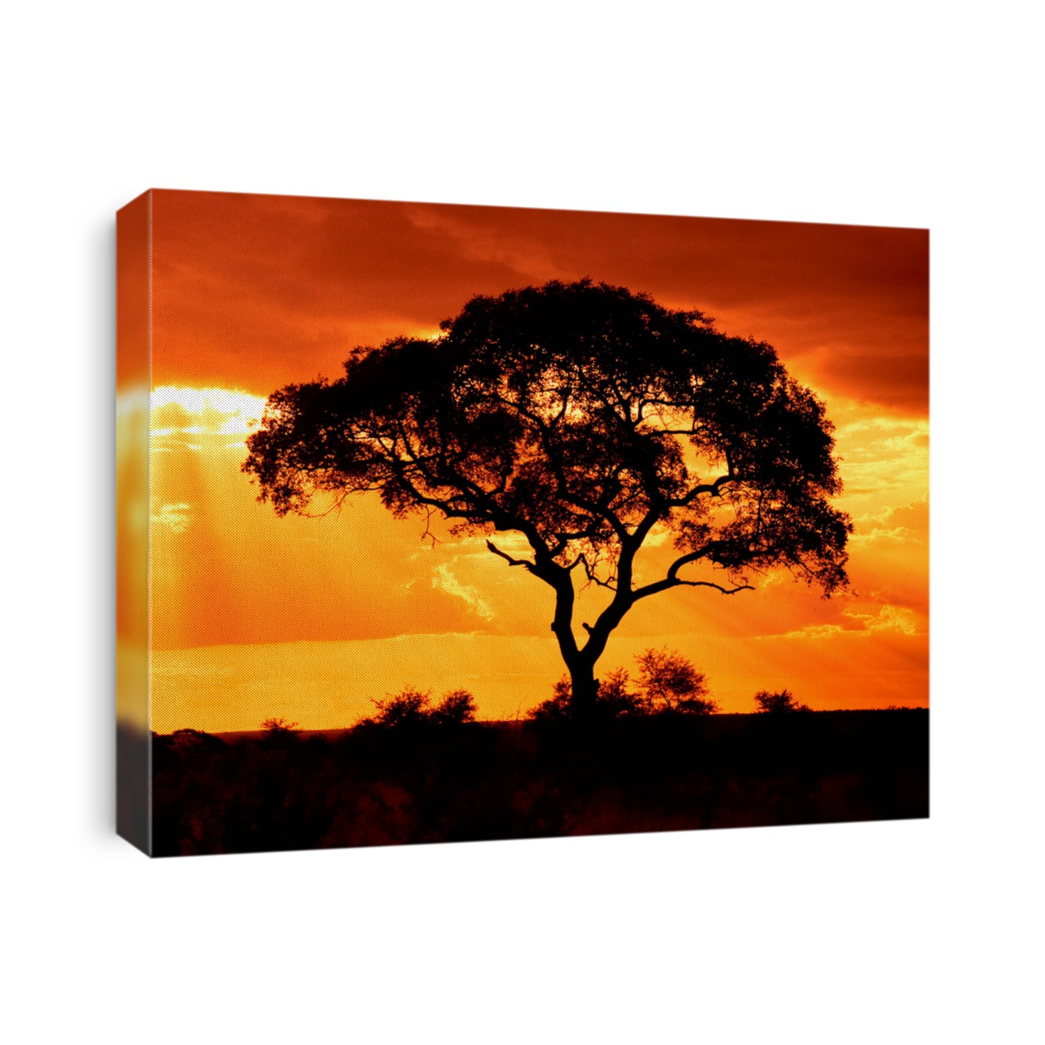 African Tree Sunset