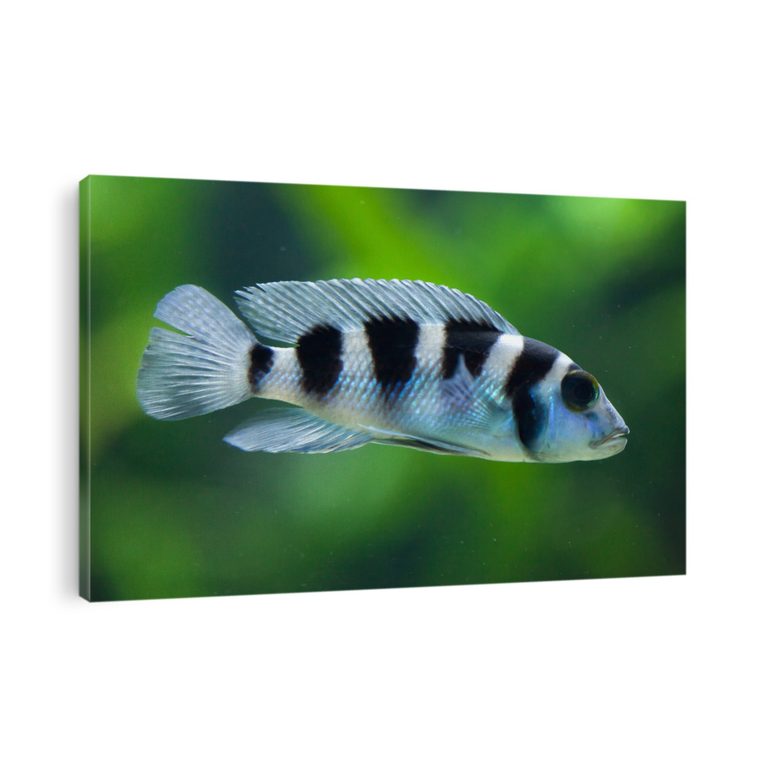 Frontosa (Cyphotilapia frontosa), also known as the humphead cichlid. Juvenile fish. 