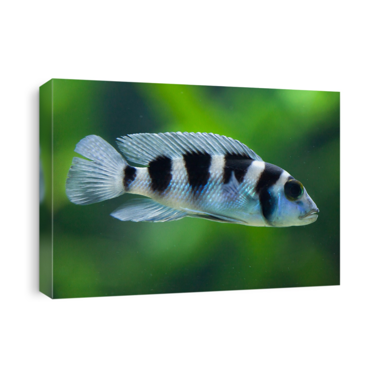 Frontosa (Cyphotilapia frontosa), also known as the humphead cichlid. Juvenile fish. 