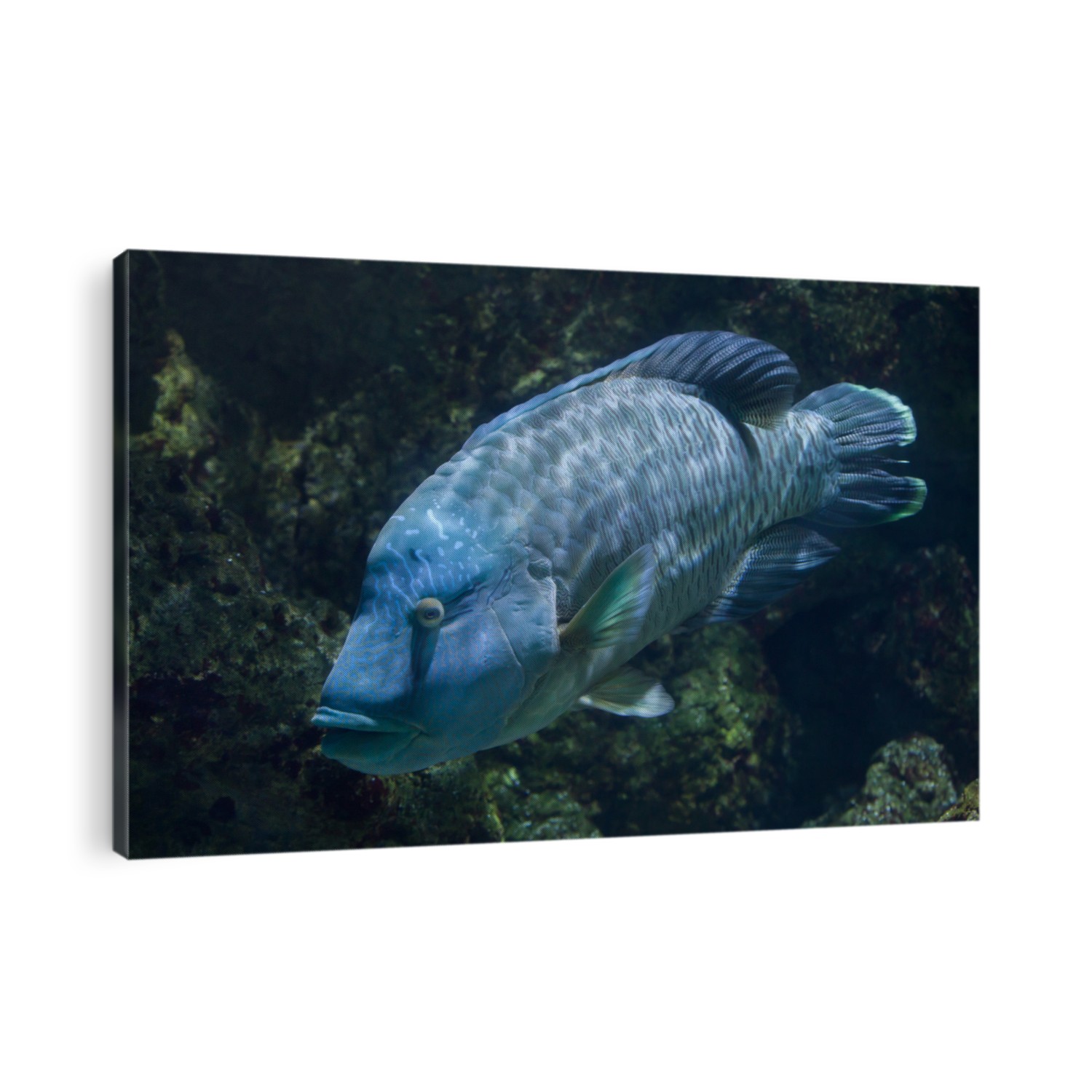 Humphead wrasse (Cheilinus undulatus), also known as the Napoleon fish.