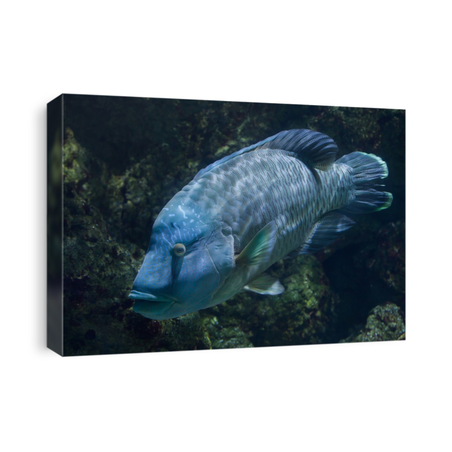 Humphead wrasse (Cheilinus undulatus), also known as the Napoleon fish.