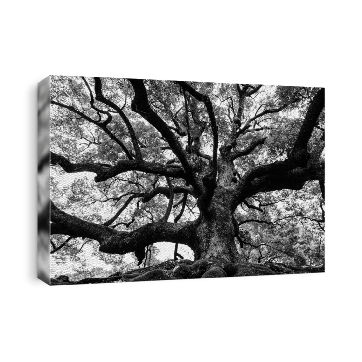 Ancient oak tree with sturdy roots and mighty branches in high contrast black and white