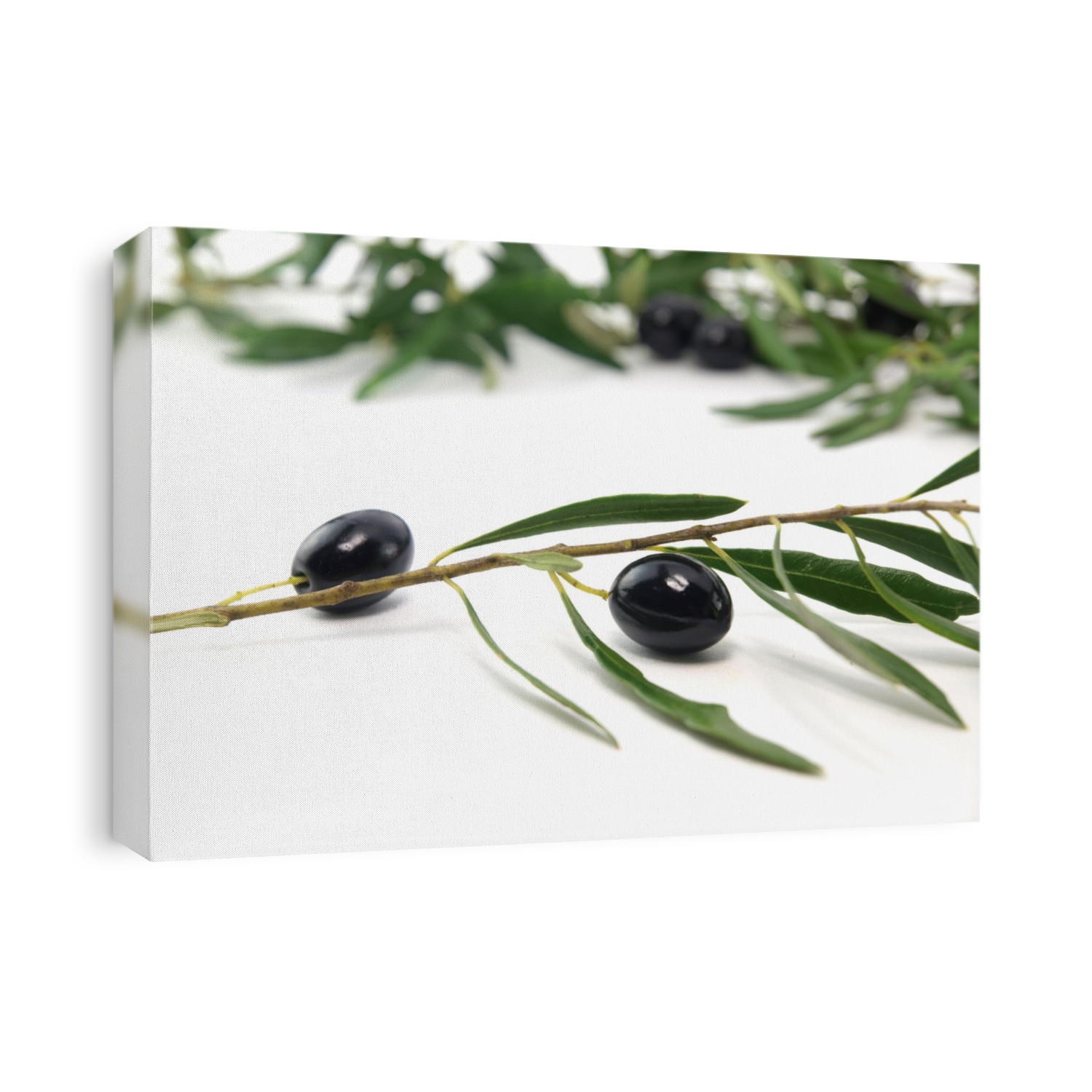 Olive branch and fresh olives on white background