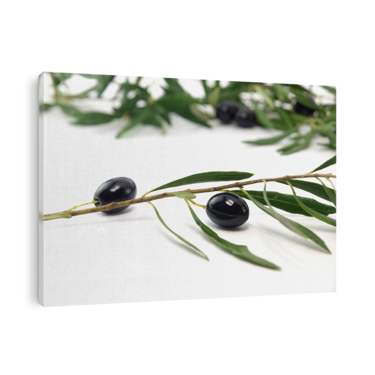 Olive branch and fresh olives on white background