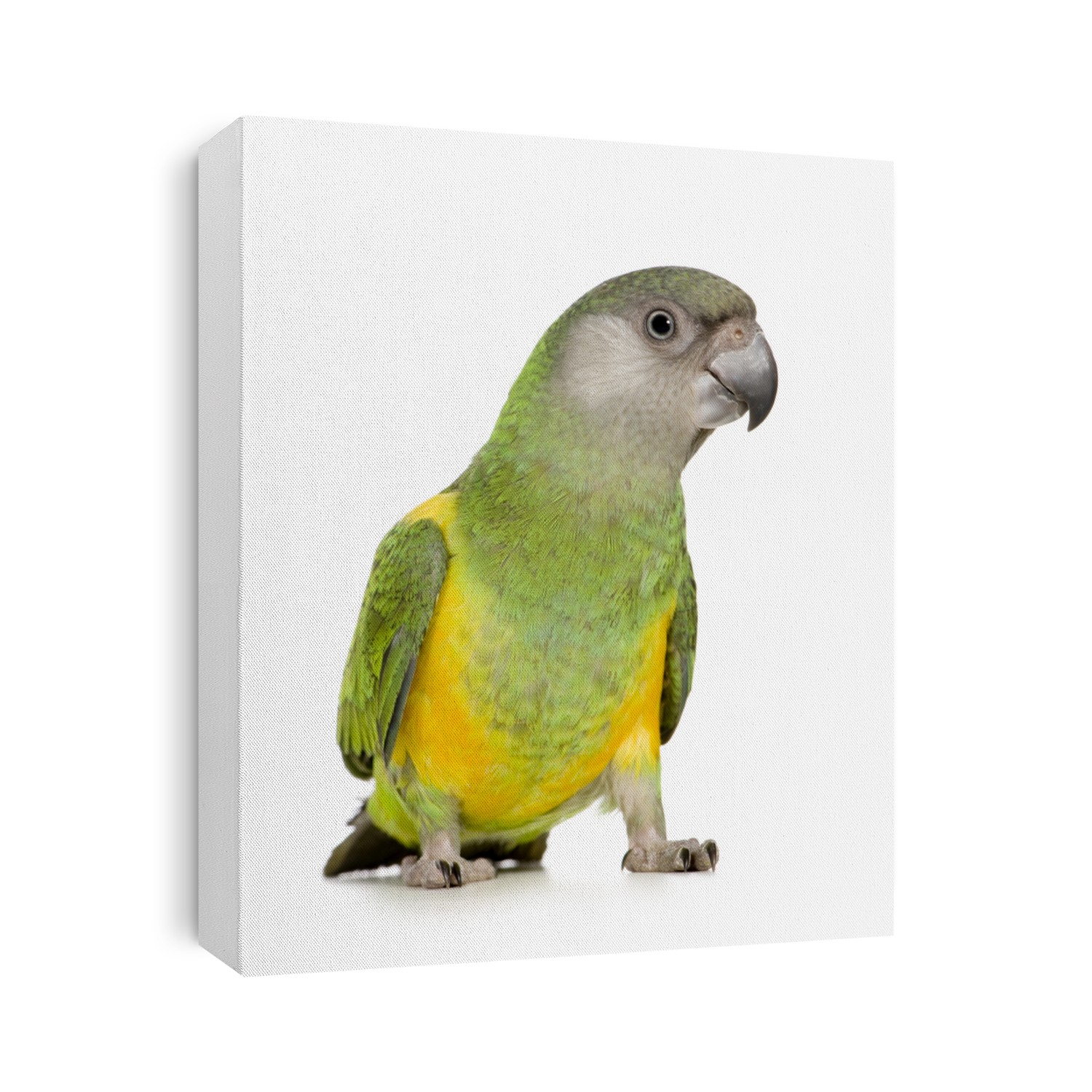 Senegal Parrot - Poicephalus senegalus in front of a white background