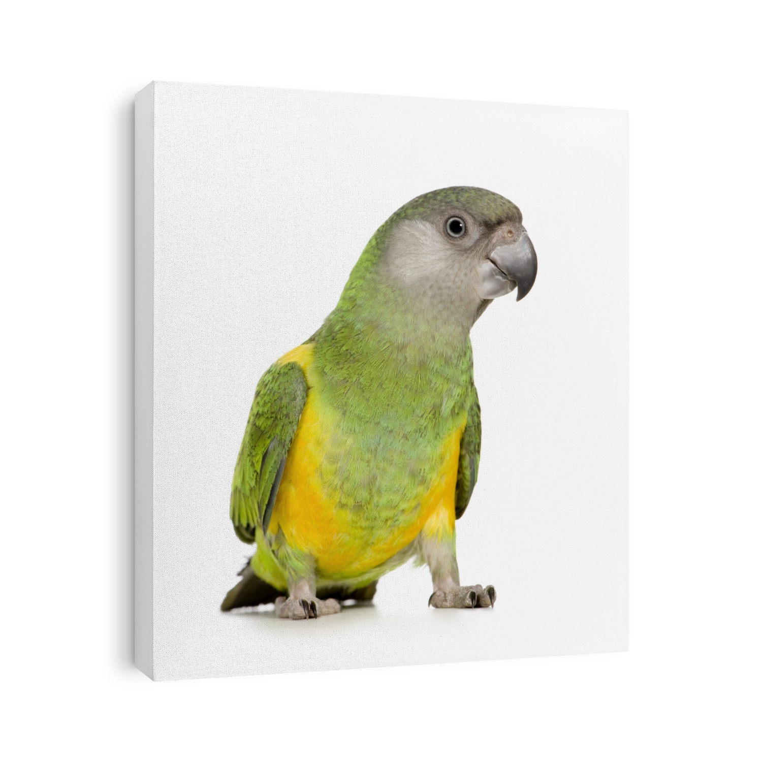 Senegal Parrot - Poicephalus senegalus in front of a white background