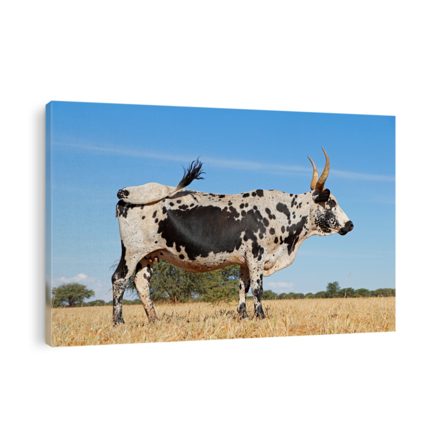 Nguni cow - indigenous cattle breed of South Africa - on a rural farm
